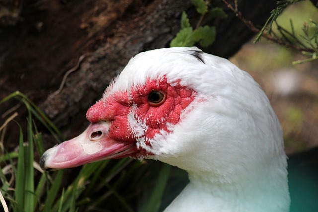 西甲：皇马客场1-1战平比利亚雷亚尔